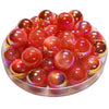 284 - Boules acryliques Oeil de chat AB - Corail 16MM